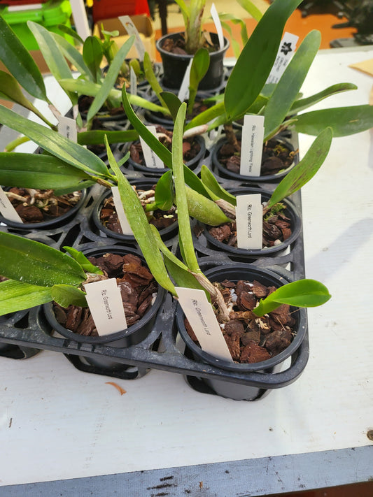 Cattleya Greenworth Lord ( Fragrant )