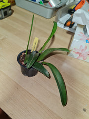 C. Mari Magic 'Red Snow'