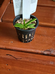 Ascocentrum Miniatum