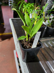 Lc. Mem. Robert Strait 'Blue Hawaii' (Fragrant )