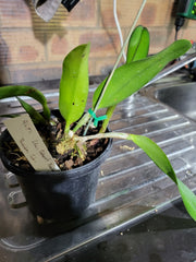 Rlc. Burdekin Storm  Midnight