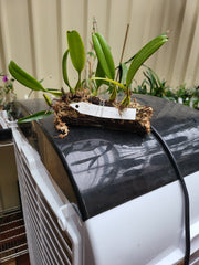 Bulbophyllum Pulchellum (Species )