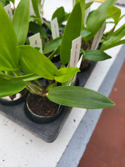 Dendrobium Adora Nishii ( Alexandrae X Spectabile )