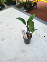 Dendrobium Adora Nishii ( Alexandrae X Spectabile )