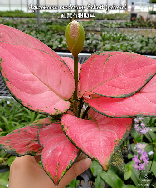 Aglaonema modestum Schott (peloric) - Chinese evergreen