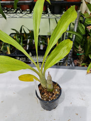 Clowesetum Penang Waltz ( Highly Fragrant)