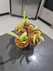 Den. Enobi Purple 'Splash' (Variegated Hybrid)