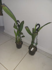 PHAIUS WALLICHII (Swamp Orchid)