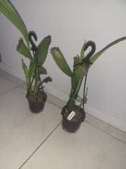 PHAIUS WALLICHII (Swamp Orchid)