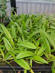 CHZ. HSINYING NARANJA 'GOLDEN SUNSHINE'