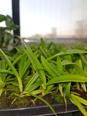 CHZ. HSINYING NARANJA 'GOLDEN SUNSHINE'