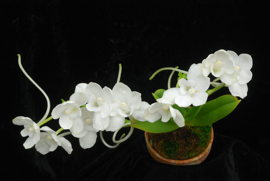 ( In Spike) fragrant Amesiella  (Monticola X Sib)
