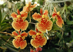 Tolumnia Sniffen x Capalaba Gypsy