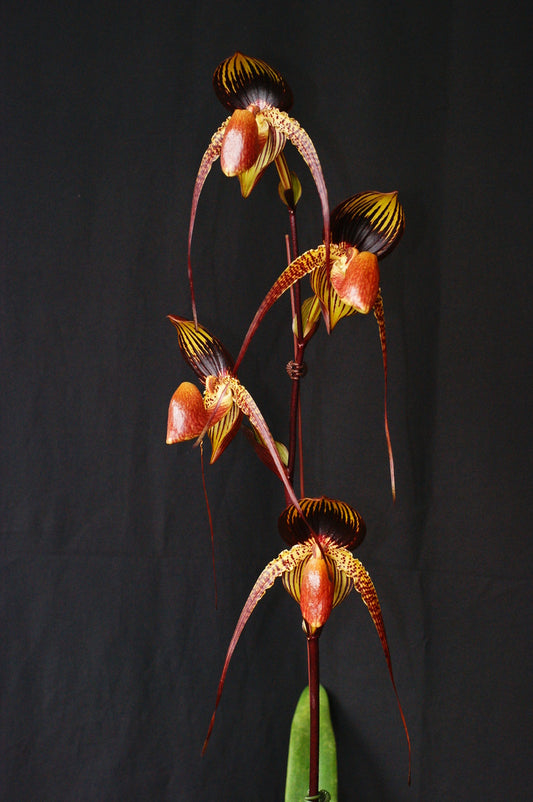 Paph. Hung Sheng Cape Hung Sheng X Wosner Black Wings 'Ferrari'