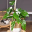 Philodendron ‘White Wizard’ FLASK TISSUE CULTURE