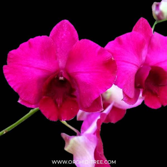 Dendrobium Colemans Big Red x Lasianthera Speewah