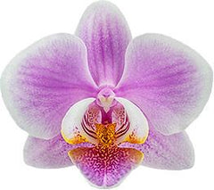 PACK OF 3 MOTTLED PHALAENOPSIS HYBRIDS