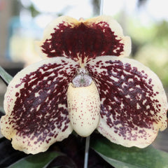 Paph godefroyae x Paph rothschildianum (RARE HARD TO FIND)