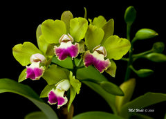 Blc. Crowfield "Mendenhall" (Fragrant)