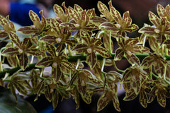 Grammatophyllum scriptum var kiilani RARE FLASK