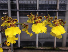 Oncidium Jiuhbao Gold KBR ( Mericlone)