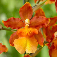 ODCDM. CATATANTE 'PACIFIC SUNBURST'