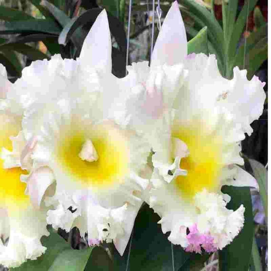 Cattleya Siam White 'The Best'
