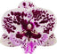 Phalaenopsis Speechless Elegance (Healthy Mericlone)