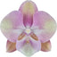 Phalaenopsis Venetian Carnival (Healthy Mericlone)