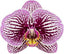 Phalaenopsis Black Stripes (Healthy Mericlone)