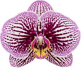 Phalaenopsis Black Stripes (BLOOMING!!!)