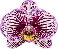 Phalaenopsis Black Stripes (BLOOMING!!!)