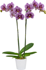 Phalaenopsis Black Stripes (BLOOMING!!!)