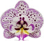 Phalaenopsis Expressions (Healthy Mericlone)