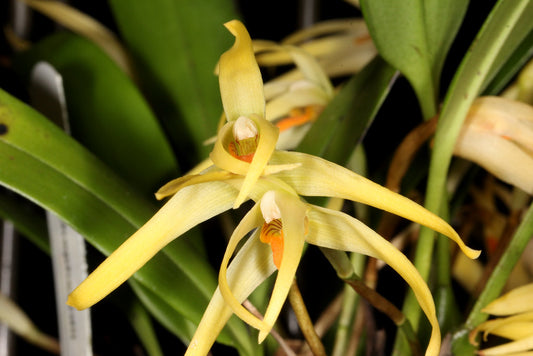 Maxillaria hennisiana (syn Maxillaria shepheardii) Highly Fragrant Species