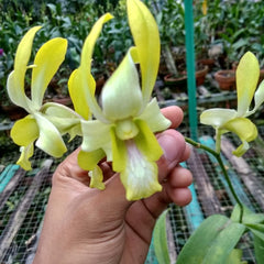 Den. Canary Gold ‘Twisted’
