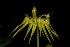 Bulbophyllum pectenveneris (flaviforum) x self FLASK RARE SPECIES