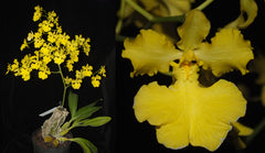 Oncidium Ronaele 'Roxy' AM/AD/ AOC X Onc. Jiaho Queen