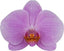 Phalaenopsis 'Gentle Eminence' - FLOWERING NOW!!! MERICLONED
