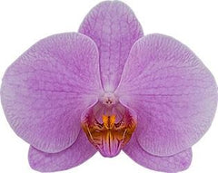 Phalaenopsis 'Gentle Eminence' - FLOWERING NOW!!! MERICLONED