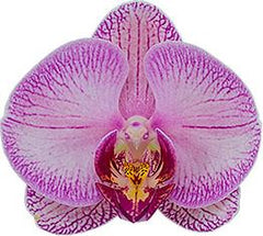 Phalaenopsis Gallery Play (FLOWERING!!!)