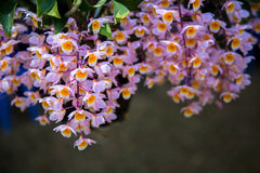 Dendrobium farmeri (pink form) FLOWERING PLANTS