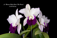 Lc. Mem. Robert Strait 'Blue Hawaii' (Fragrant )