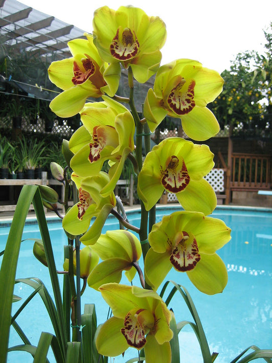 Cymbidium Erythraeum Paradise X Cym. Vanguard 'Mas Beauty' 2N +O