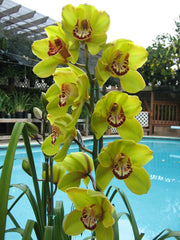 Cymbidium Erythraeum Paradise X Cym. Vanguard 'Mas Beauty' 2N +O