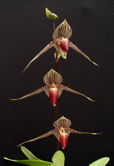 Paph. Yang-Ji Diamond Pentarch x Rothschildianum (Humongous)