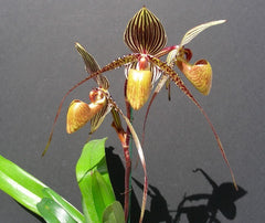 Paph. St. Swithin (rothschildianum x philippinense var. album) MULTIFLORAL
