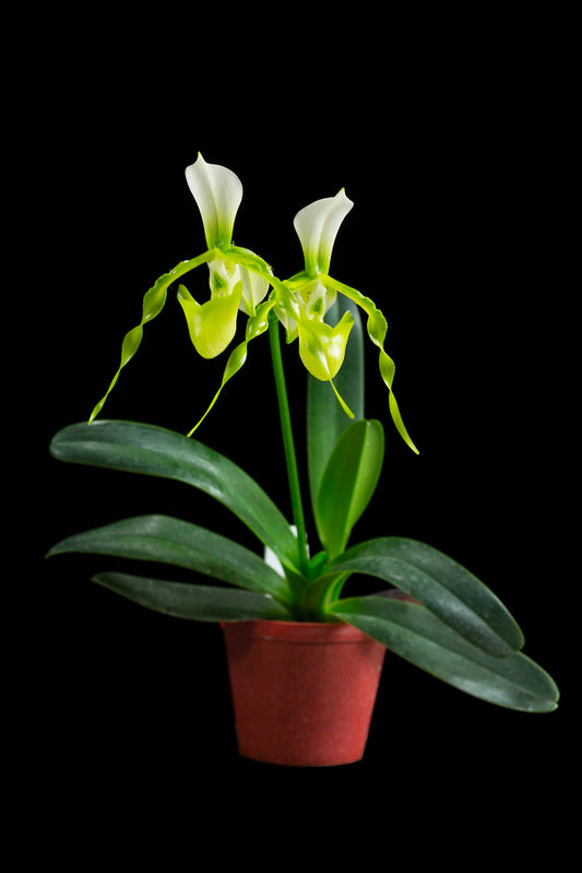 Paph. dianthum fma. album x saintswithin fma. album (Multifloral Slipper Orchid)