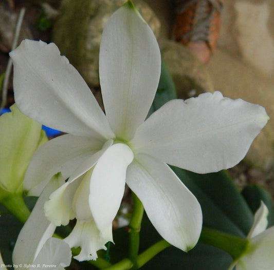 Cattleya loddigesii  var. alba ( Fragrant and Rare Species )