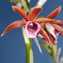 Phaius bernaysii x tankervilleae (Swamp Orchid)